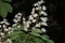 Branch chestnut closeup. White chestnut flowers photographed