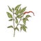 Branch of chili pepper with red pod engraving vector illustration isolated.