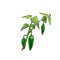 Branch of chilli with leaf and pepper. Vintage vector hatching