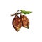 Branch of chocolate cacao plant with cocoa beans and leaves a vector illustration