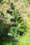 A branch of chokeberry or aronia lat. ArÃ³nia melanocÃ¡rpa with fruits in the early morning in late summer.