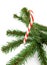 Branch of christmas tree with candycane