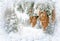 Branch christmas tree and cones spruce in hoarfrost and in snow in winter fir forest