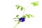 Branch of climber plant, beautiful blue Butterfly pea and green leaf, known as bluebell vine or Asian pigeon wings, isolated on
