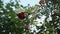 A branch and clusters of mountain ash prickling in the wind against the sky