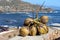 Branch with coconuts with beautiful ocean view behind