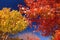 Branch with colorful autumn leaves maple, blue sky