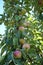 A branch of a columnar apple tree with fruits