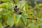 Branch of Common buckthorn Rhamnus cathartica tree in autumn. Beautiful bright view of black berries and green leaves close-up