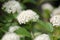 Branch of common ninebark Physocarpus opulifolius plant with white flowers