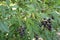 Branch of common privet with black berries