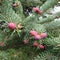 Branch of a common spruce or spruce in flowering time with pink-lighted cones