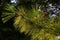 Branch of coniferous tree Eastern White Pine, also called White Pine, Northern White Pine or Weymouth Pine
