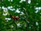 A branch with cotoneaster fruits with selective focus