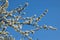 Branch with countless white cherry blossoms in front of a cloudless, blue sky