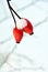 Branch of couple ripe wild rose berries covered with snow, close up detail, on the background of snow