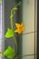 Branch of cucumber seedlings with blossoming yellow flowers. Growing seedlings on the windowsill.