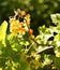 branch currant green leaf bokeh background berries sunlight outdoor garden