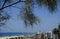 A branch of cypress against the background of the sea and the city