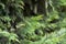 Branch of cypress tree closeup. Green background