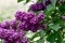 A branch of dark purple lilac with large flowers