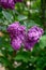 A branch of dark purple lilac with large flowers