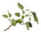 Branch with datura fruit, spiny capsule with seeds, jimsonweed, dope, stramonium, thorn-apple, devil`s weed, hell`s bells,