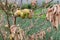 Branch of a dead Apple tree with dried apples