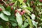 A branch of a decorative paradise apple tree with fruits