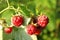 Branch with delicious ripe raspberries on bush