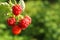 Branch with delicious ripe raspberries on bush. Space for text