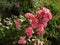 A branch of densely affixed small flowers of a rose pastel shade on the peak of its flowering