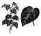 Branch and Detached Leaf of Philodendron Verucosum vintage illustration