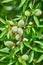 Branch detail of almond tree with fruits in spring