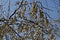 Branch with dried fruits of  Elaeagnus angustifolia, Tree of Paradise or Russian Olive, in close-up