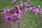 Branch of eastern redbud with lots of pink flowers