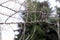 Branch of Elaeagnus commutata in the early spring. Loch silver. Tree or shrub of Elaeagnus commutata
