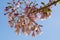 Branch of Empress tree ( Paulownia tomentosa ) with beautiful pink flowers
