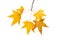 Branch with fall leaves of sweetgum isolated