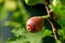 Branch of a fig tree Ficus carica with leaves and fruits in various stages of ripening