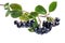 Branch filled with aronia berries on white background