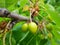 Branch filled with green cherry fruits