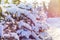Branch of fir tree covered with snow, closeup. Fantastic light a