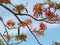 Branch of a Flame tree with red flowers.