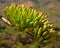 Branch with floral buds of agave