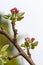 Branch of a flowering Apple tree against the sky. Pink inflorescences close-up