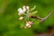 Branch of a flowering Apple tree on a green background. Pink inflorescences