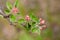 Branch of a flowering Apple tree on a green background. Pink inflorescences