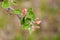 Branch of a flowering Apple tree on a green background. Pink inflorescences