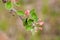 Branch of a flowering Apple tree on a green background. Pink inflorescences